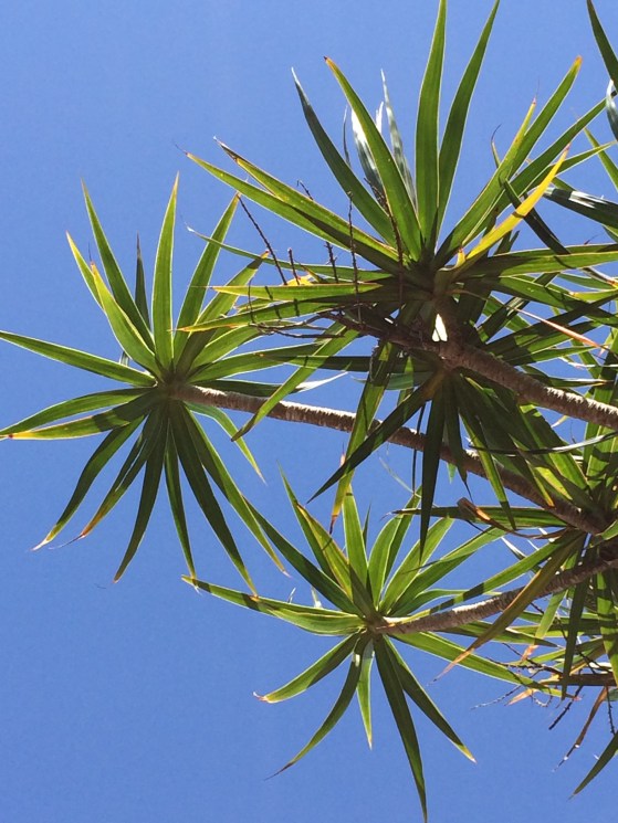 Christmas 2015 & Jan 2016 062